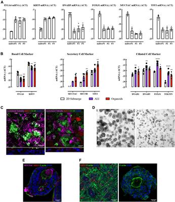 ACE2 Expression in Organotypic Human Airway Epithelial Cultures and Airway Biopsies